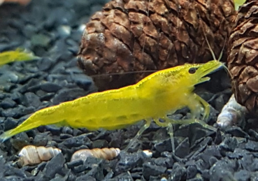 Yellow Fire